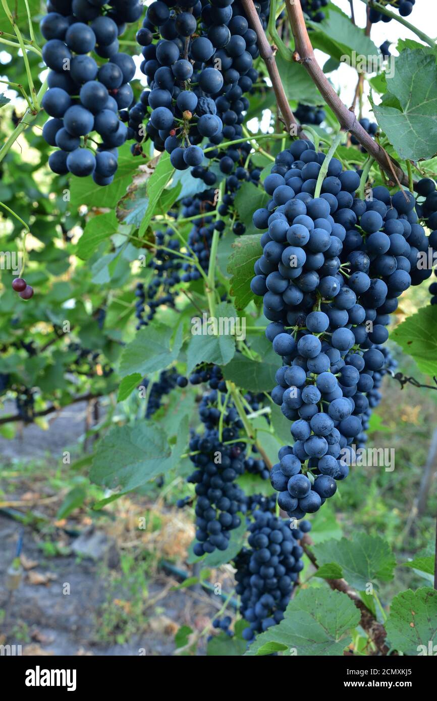 Clusters of ripe round shape deep blue wine sort of grape on the vine Stock Photo