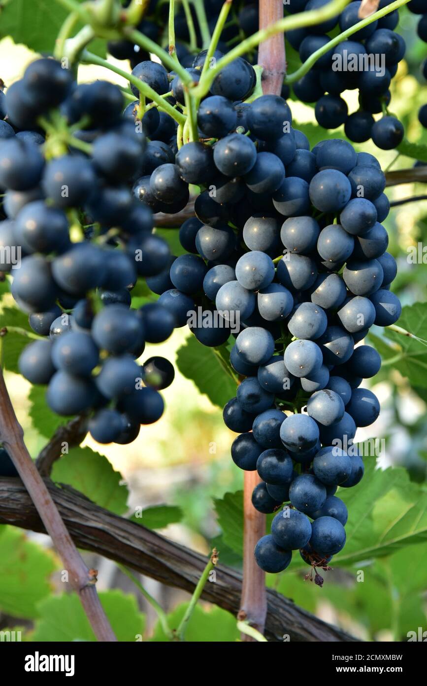 Clusters of ripe round shape deep blue wine sort of grape on the vine Stock Photo