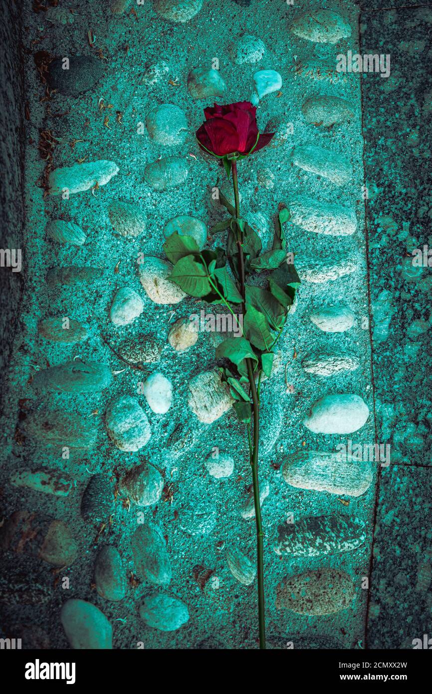 Top view of the red rose on the ground great for wallpapers Stock