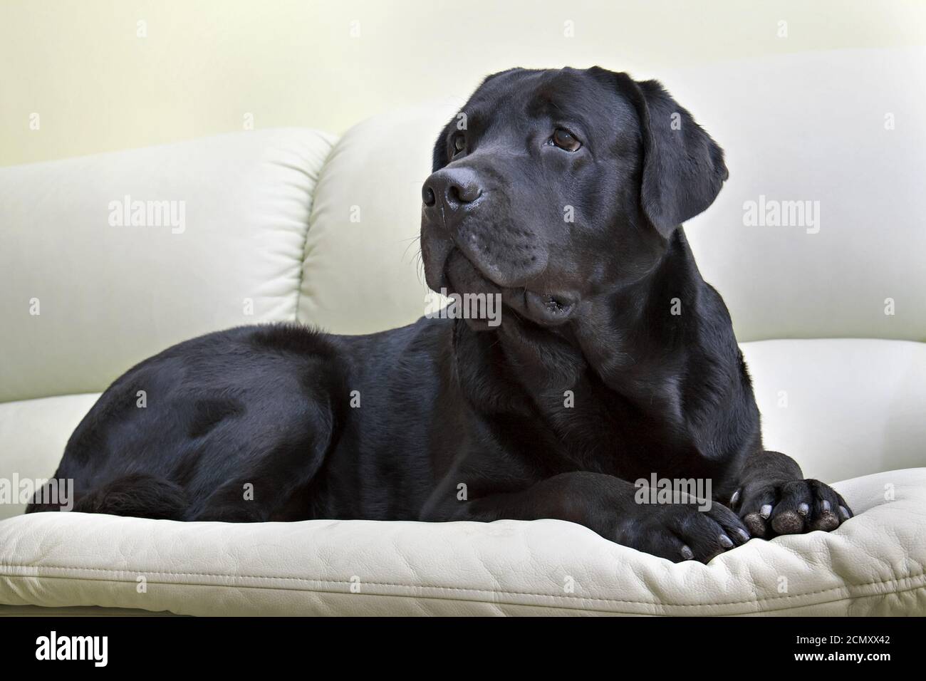 image dog breed black labrador Stock Photo