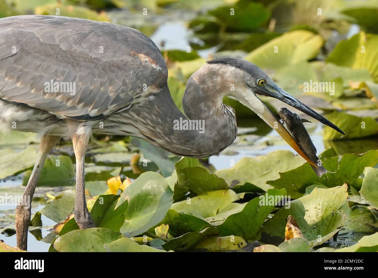 Great Blue Herons in marsh Stock Photo - Alamy