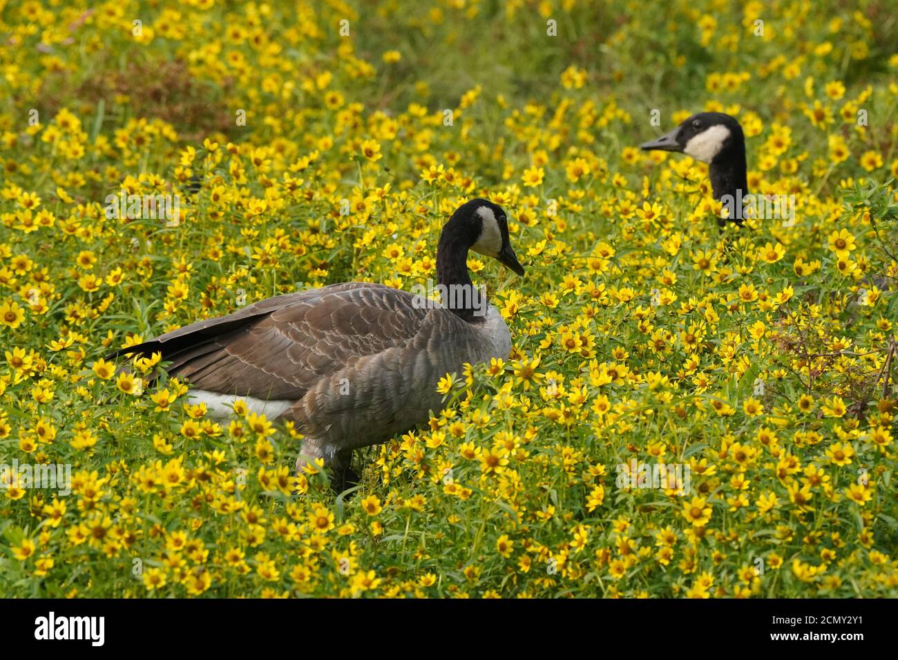 Canada Geese in flowery field Stock Photo