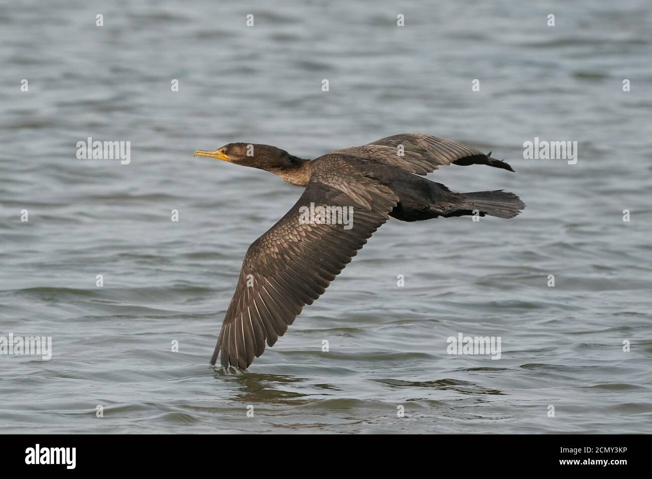 Cormorants taking off over lake Stock Photo Alamy
