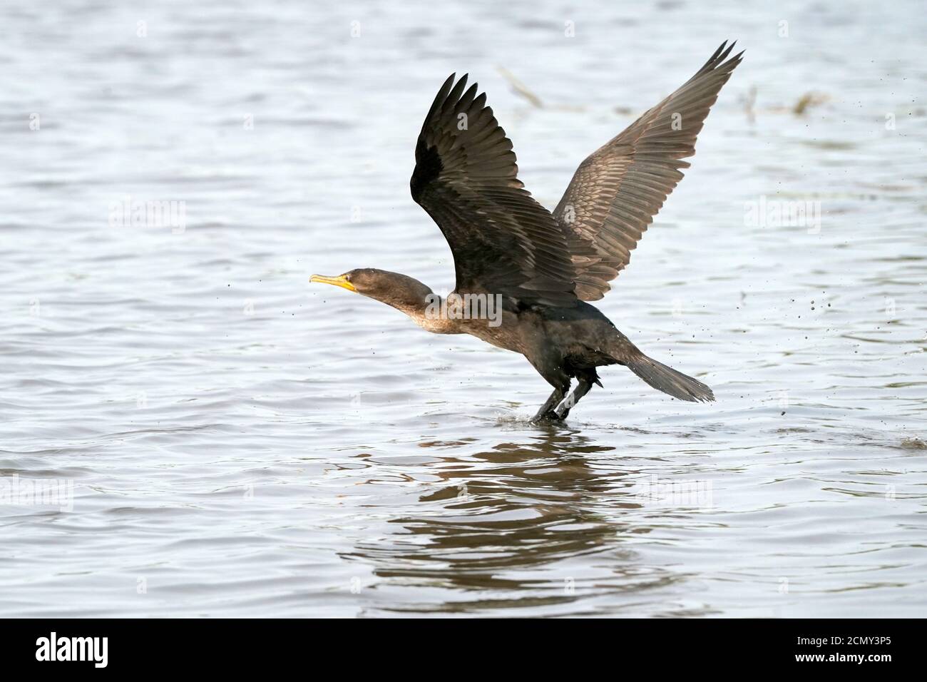 Cormorants taking off over lake Stock Photo Alamy