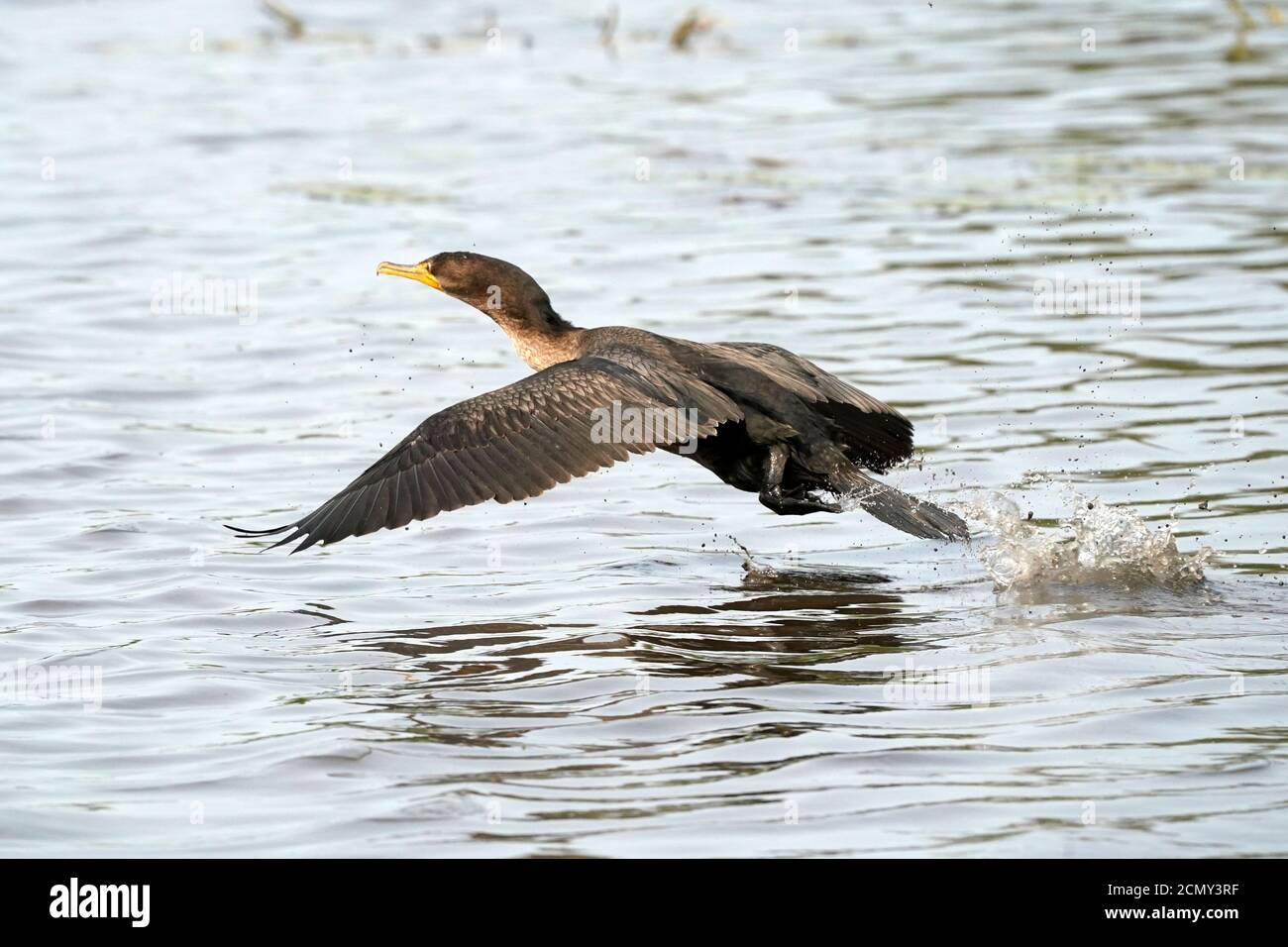 Cormorants taking off over lake Stock Photo Alamy