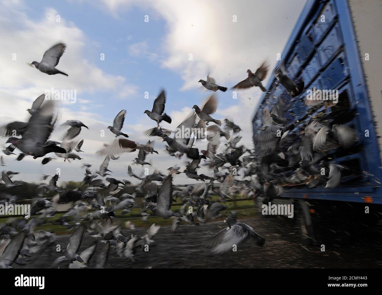 racing-pigeons-being-released-high-resolution-stock-photography-and