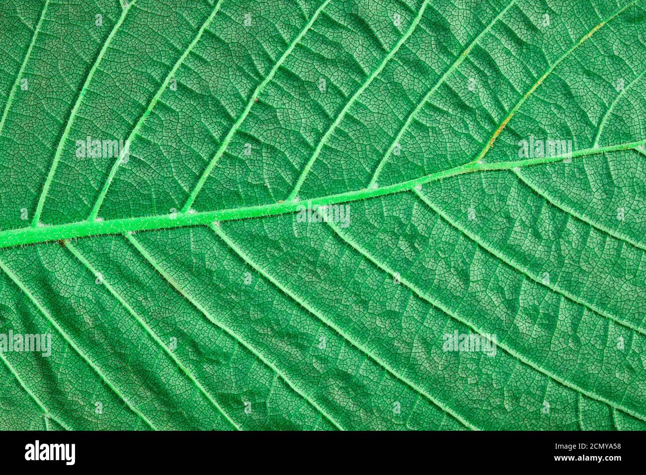 green leaf close up. background for design Stock Photo - Alamy