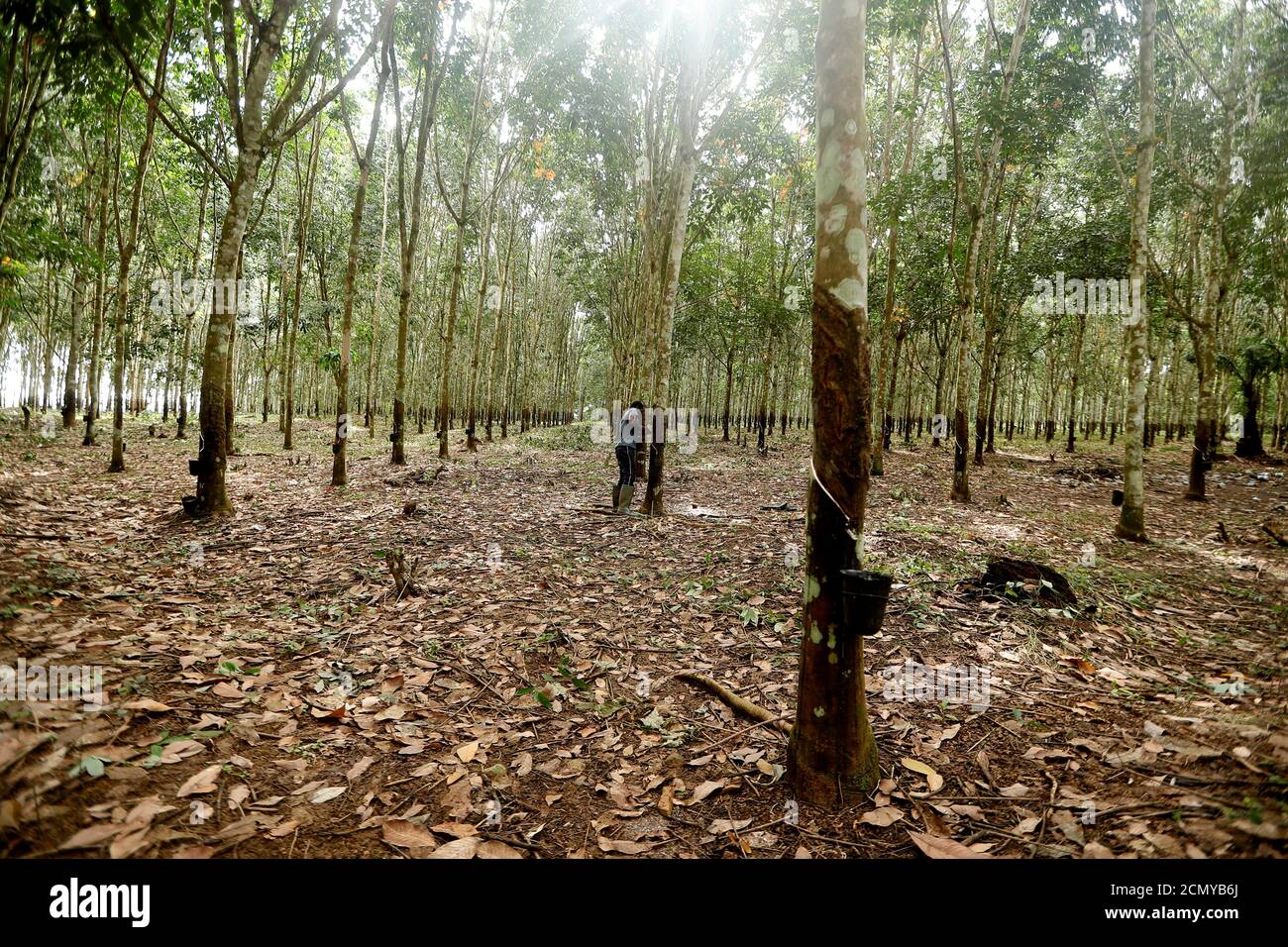 Ghana rubber plantation hires stock photography and images Alamy