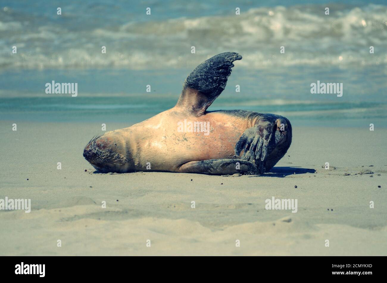 Single baby Seal laying on the sand with flipper in the air, with ocean in background. Stock Photo