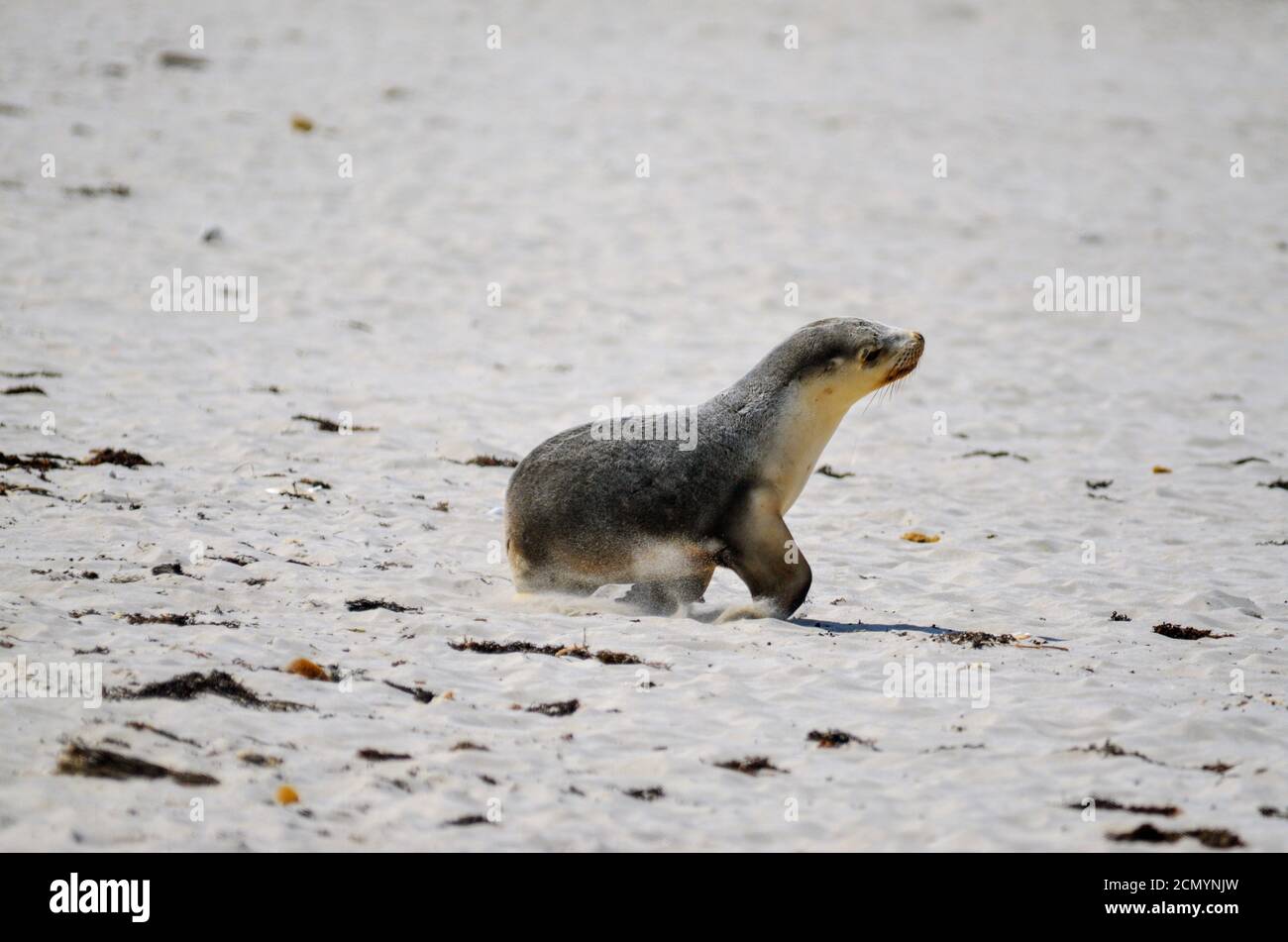 Single Young Baby Seal pup walking on sandy beach Stock Photo
