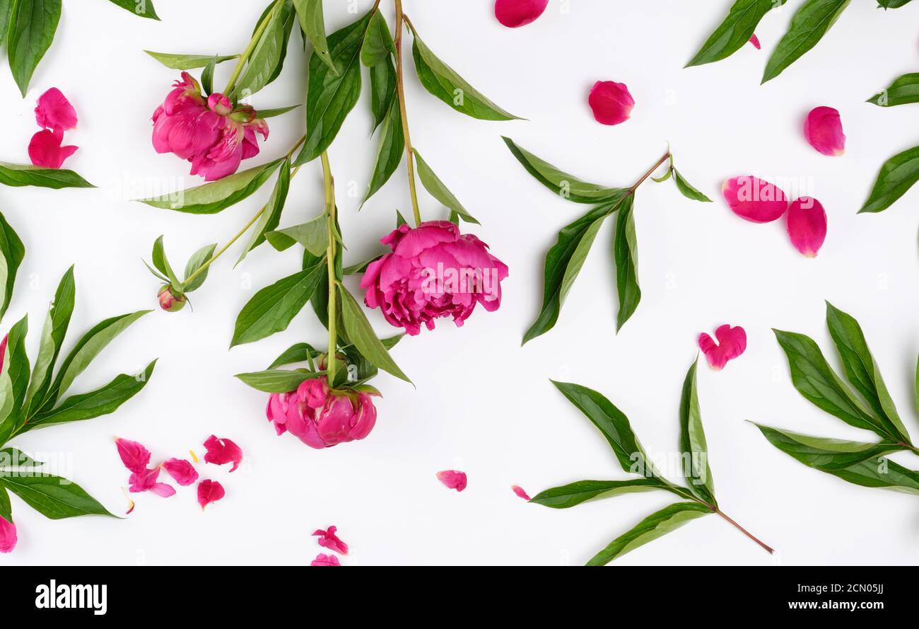 pink blooming peonies with green leaves, petals on a white background ...