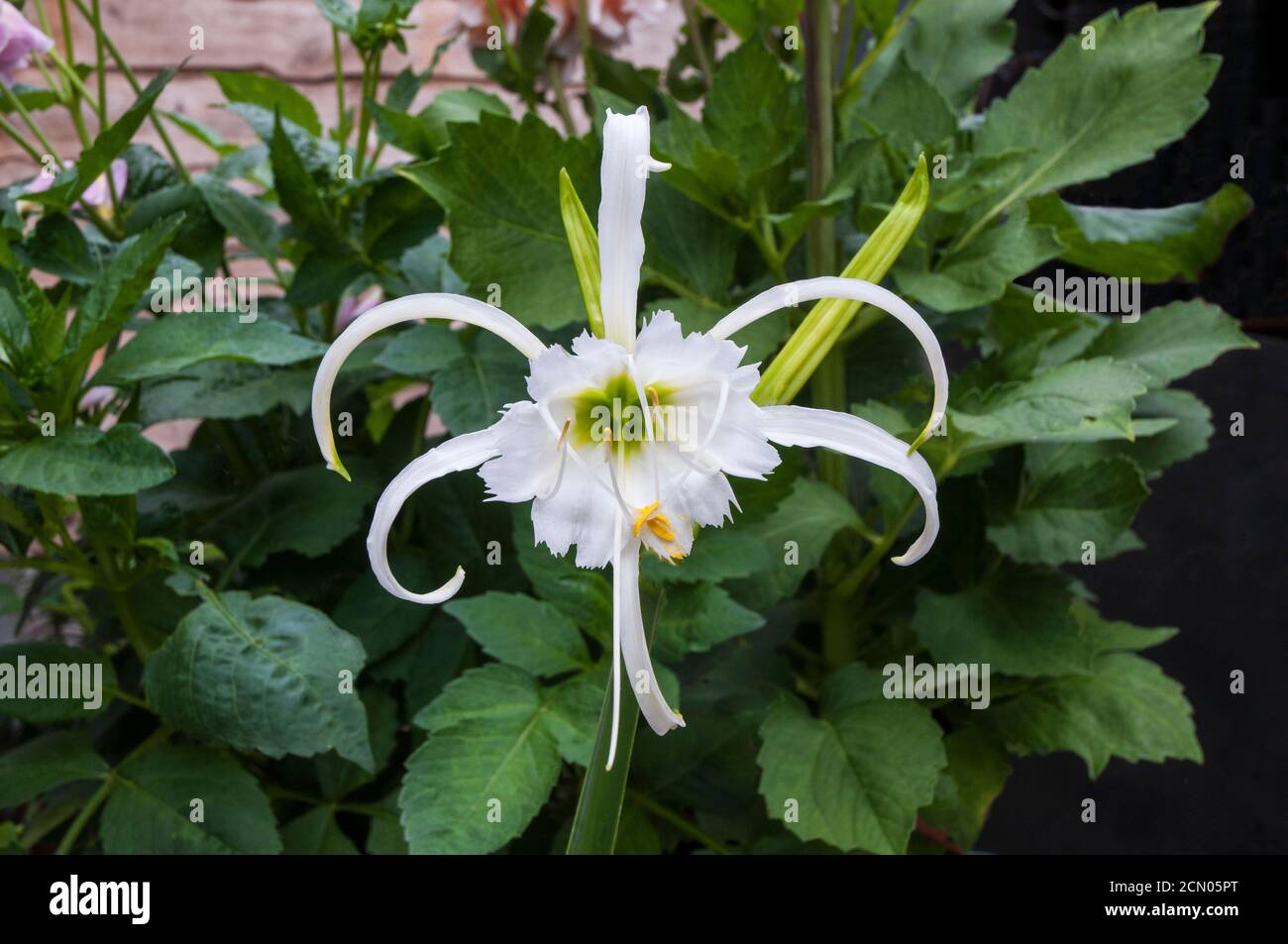 Close up of Hymenocallis x festalis flower a spring and summer flowering evergreen perennial that is frost tender also called Spider Lily Stock Photo