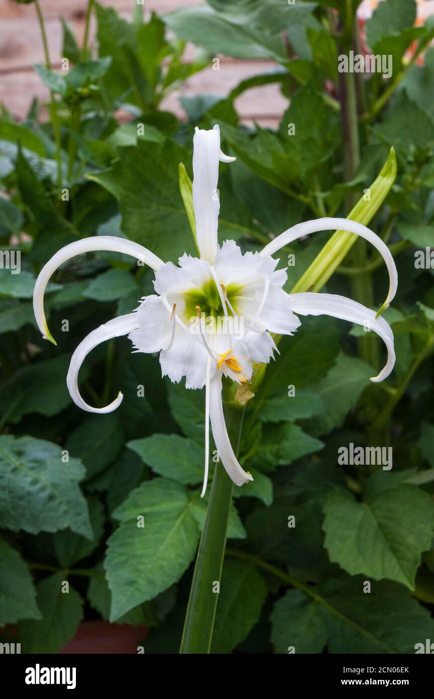 Close up of Hymenocallis x festalis flower a spring and summer flowering evergreen perennial that is frost tender also called Spider Lily Stock Photo