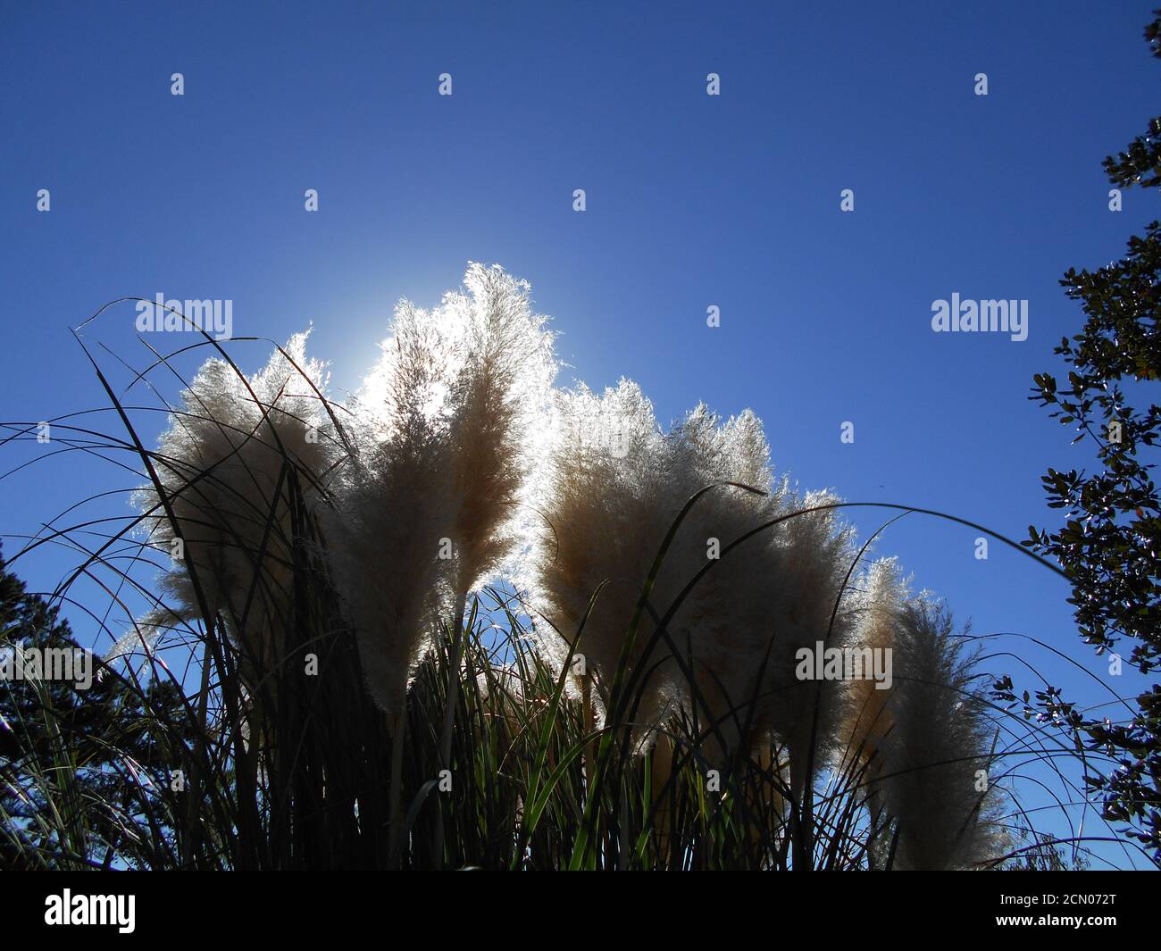 Sunlight shines through the fronds of pampas grass Stock Photo Alamy