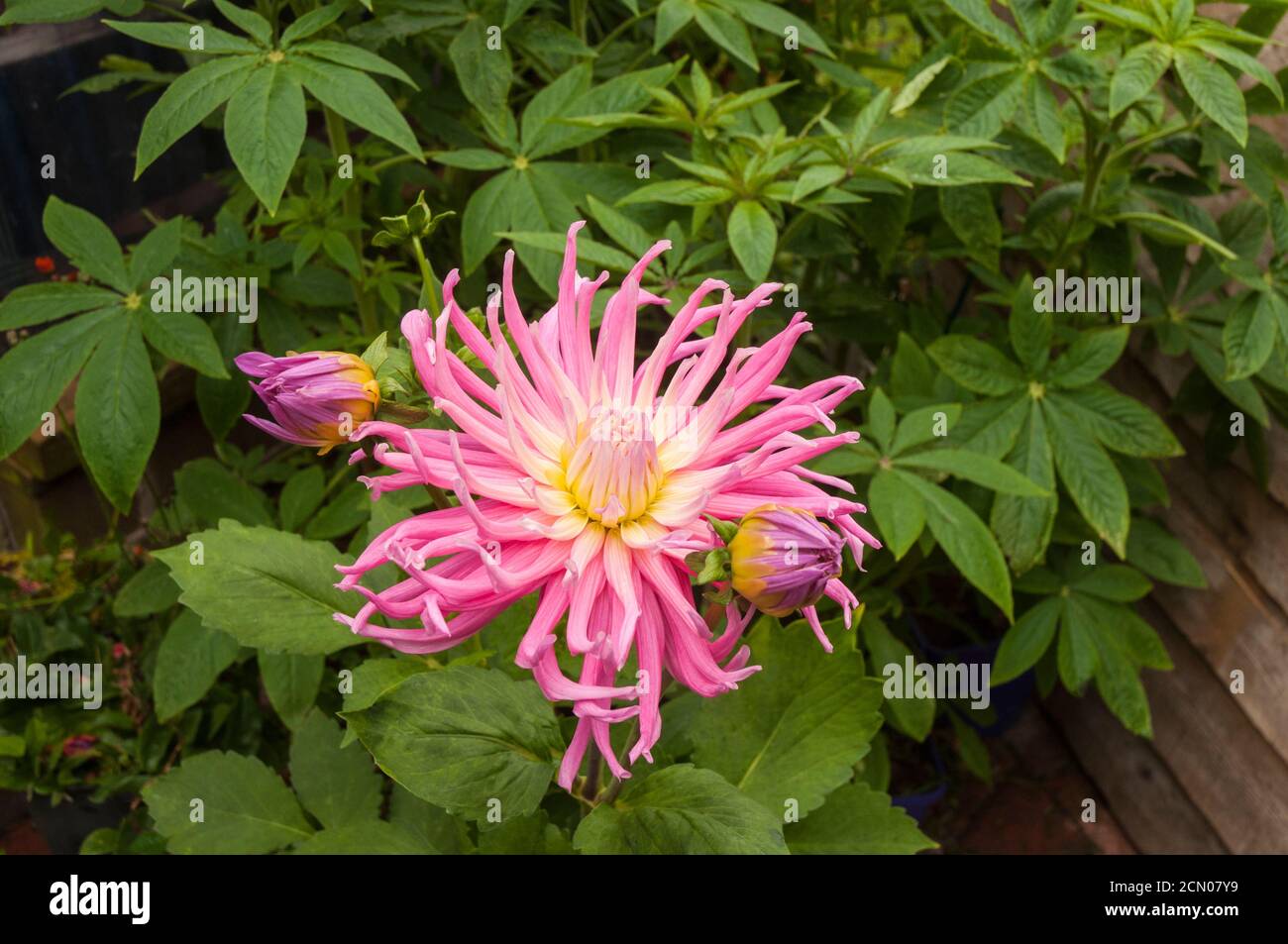 Close up of flower and buds of cactus dahlia Stars Favorite. A large pink and white fully double bushy dahlia that flowers through summer into autumn Stock Photo