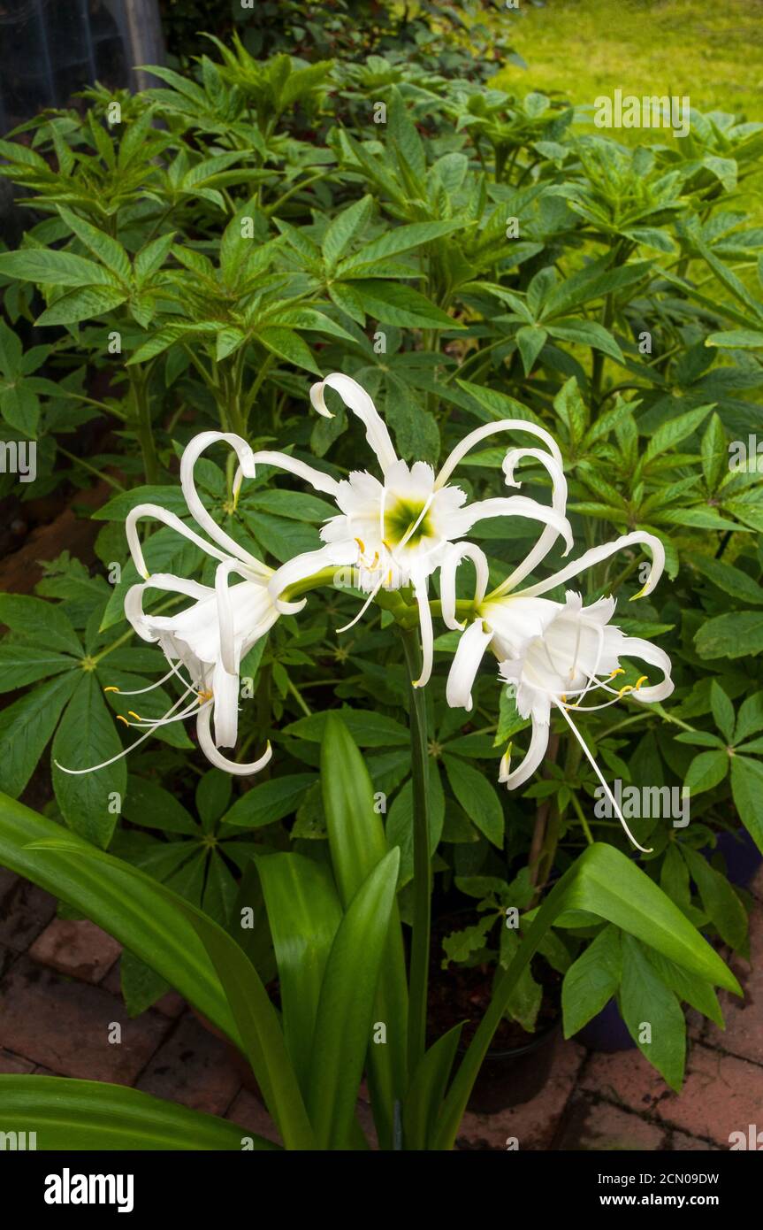 Close up of Hymenocallis x festalis flowers  A spring and summer flowering evergreen perennial that is frost tender also called Spider Lily Stock Photo