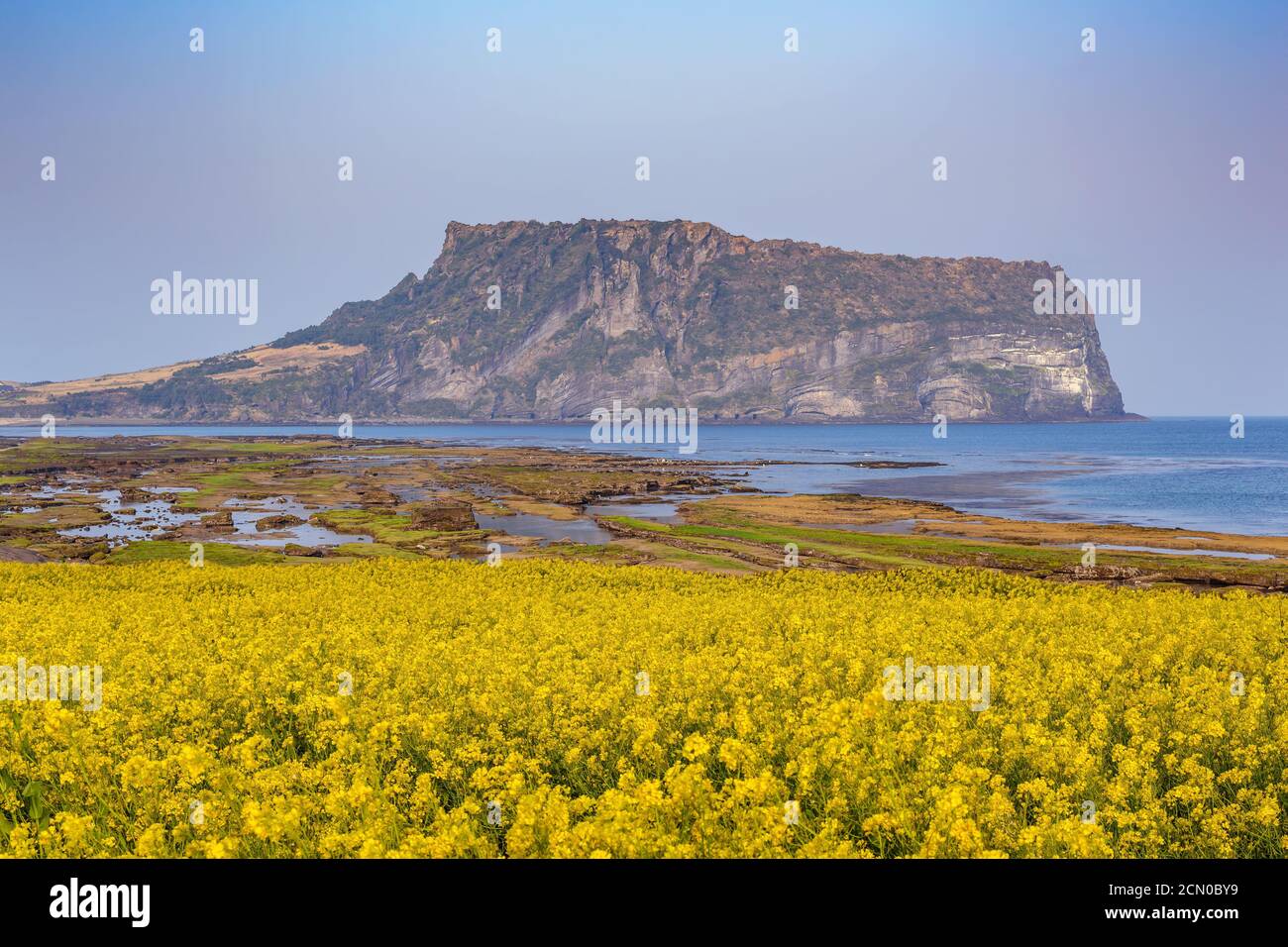Jeju Island South Korea, nature landscape of canola at Jeju Do Seongsan Stock Photo - Alamy