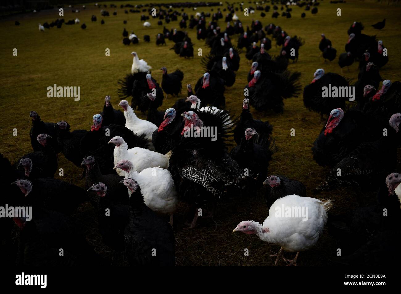Turkeys were raised in norfolk for the christmas market hi-res stock