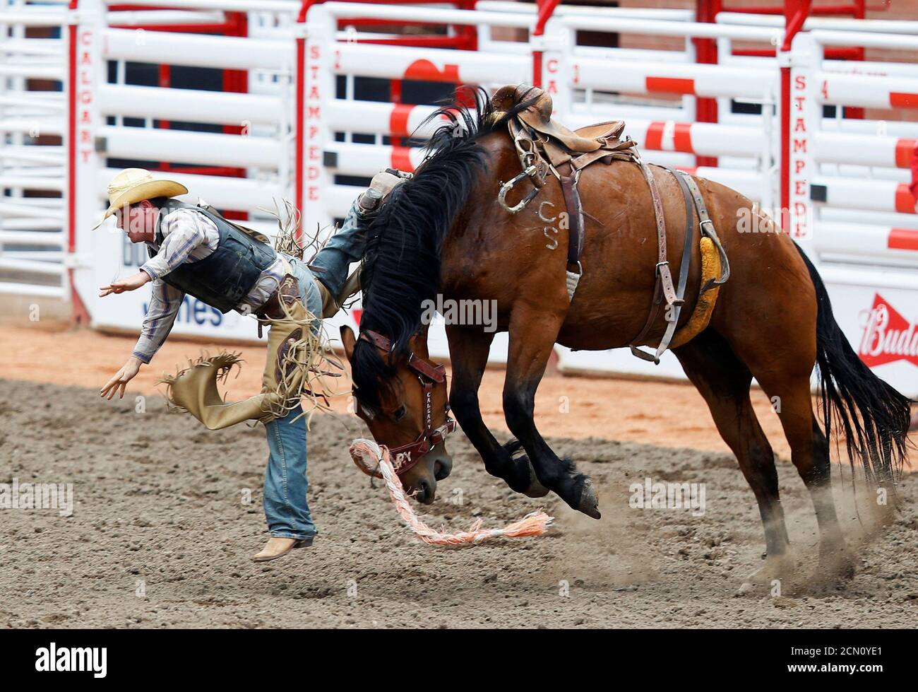 Rhett of Redig, South Dakota, gets bucked off the horse C Z8 in novice bronc event during the Calgary rodeo in Calgary, Alberta, Canada July 8, 2016. REUTERS/Todd