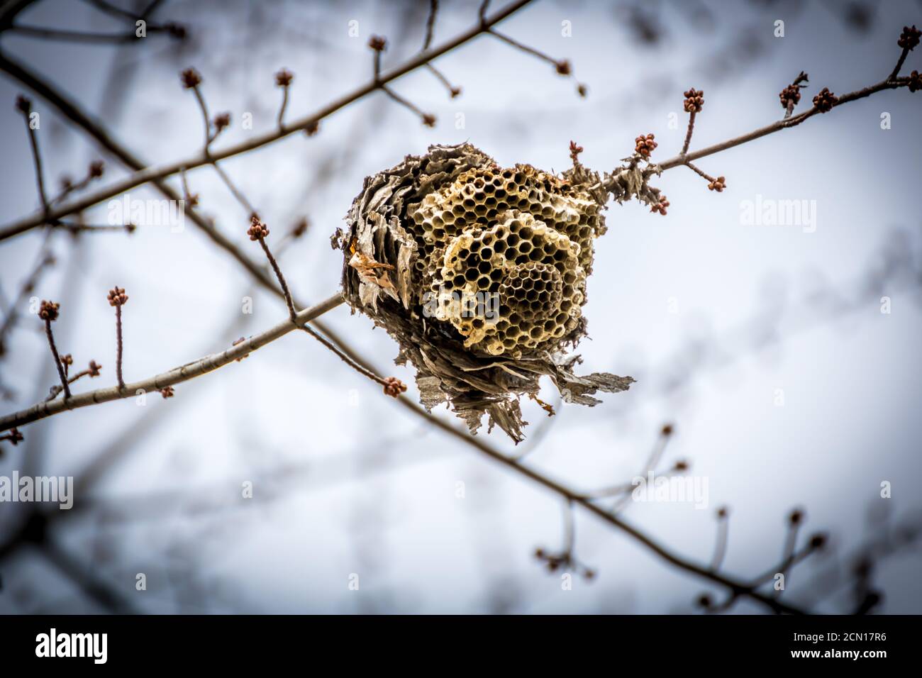 Broken beehive during the winter months Stock Photo