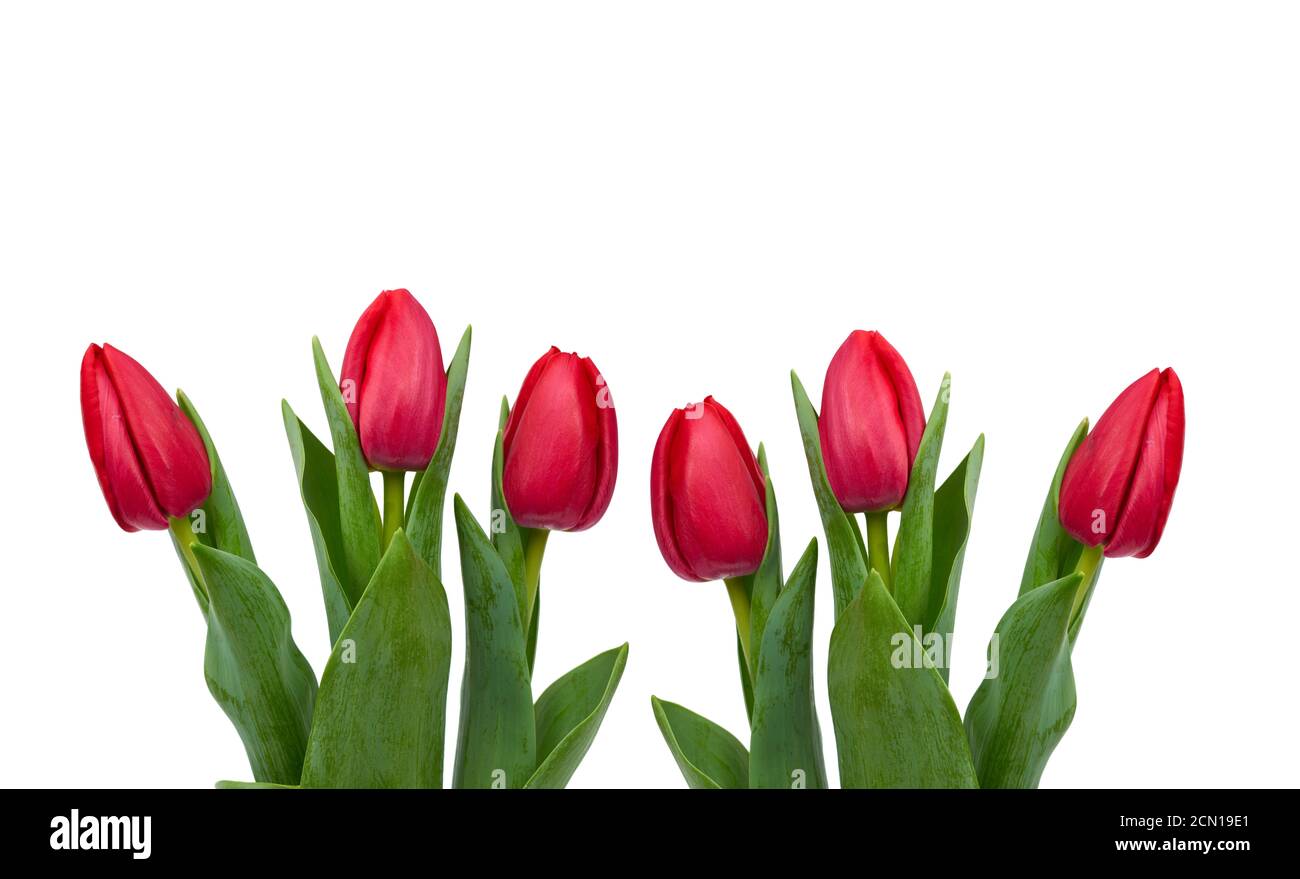 blooming red tulips with green leaves and stem isolated on white ...