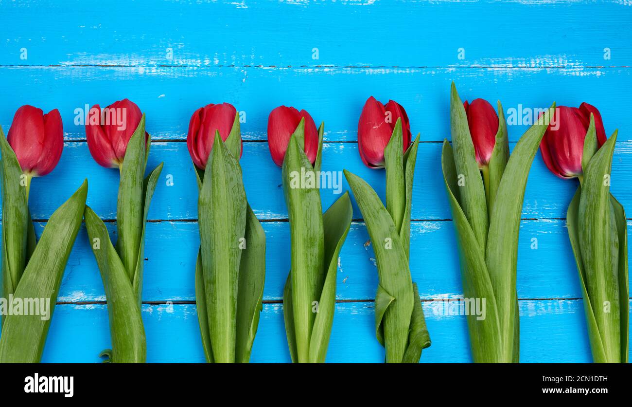 bouquet of red blooming tulips with green stems and leaves, flowers lie ...