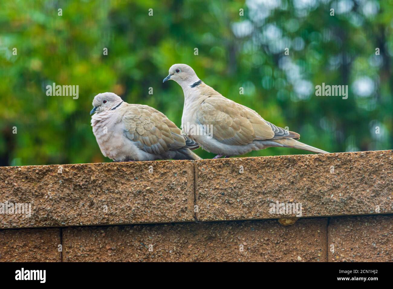 Eurasian Collared Doves (Streptopelia decaocto), Castle Rock Colorado USA. A successful envasive species introduced to North America from Asia. Stock Photo