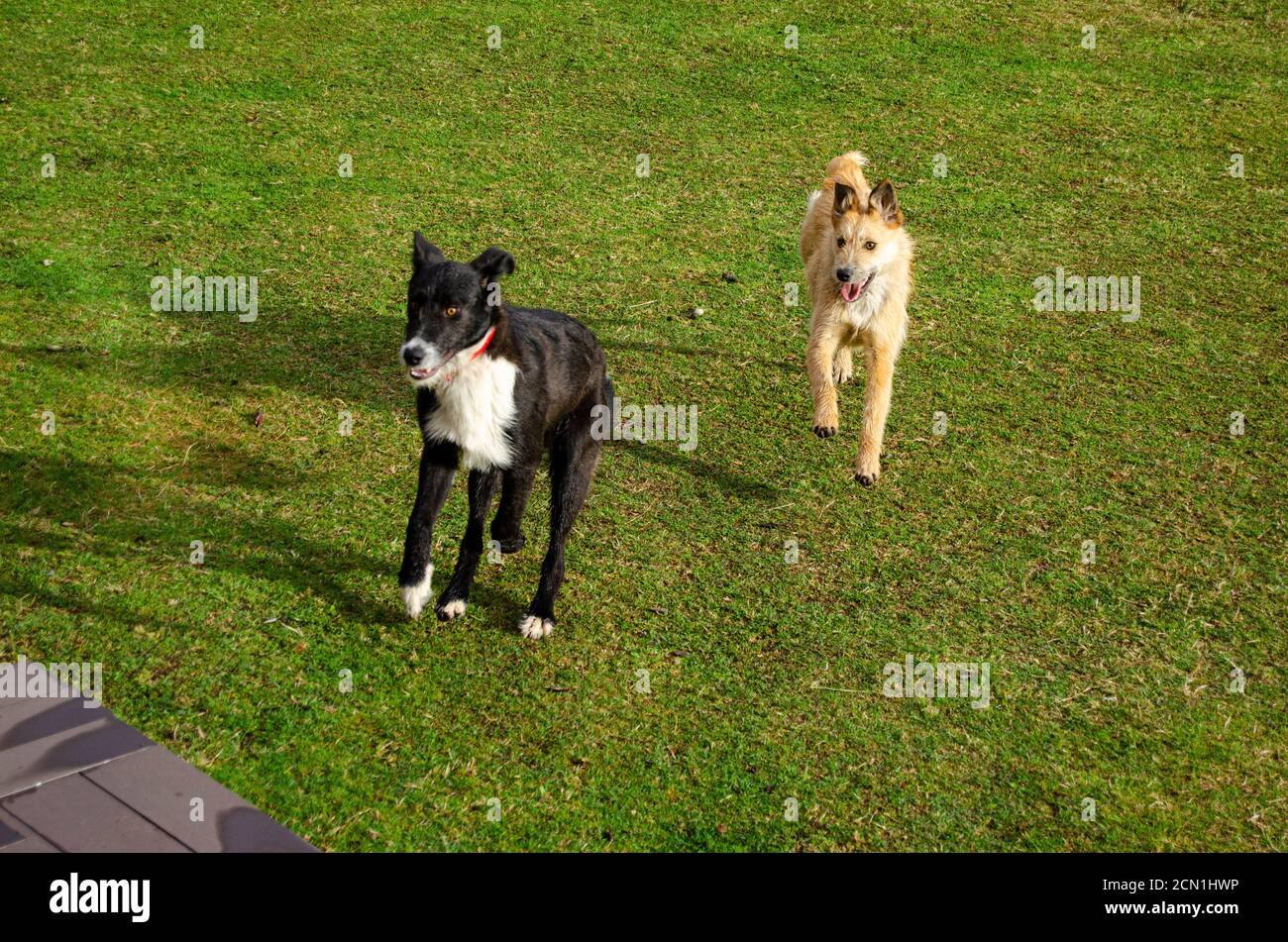 Two dogs running on the grass during the morning. Stock Photo