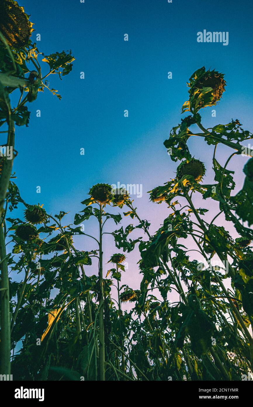 Low angle shot of the sunflower field under the pink sky Stock Photo ...