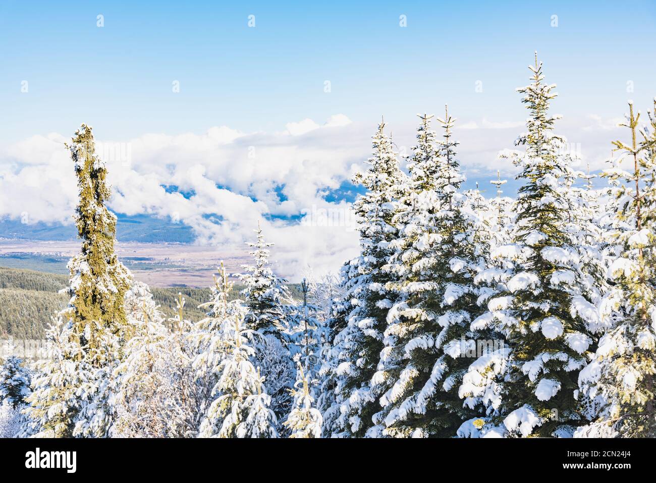 hill pine trees covered with snow Stock Photo - Alamy