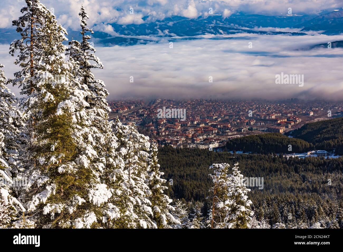 hill pine trees covered with snow Stock Photo - Alamy