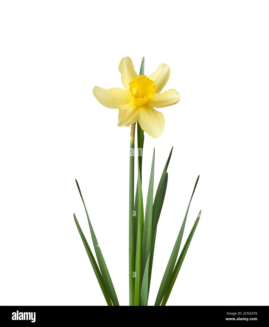 blooming yellow daffodil bud and green leaves isolated on white