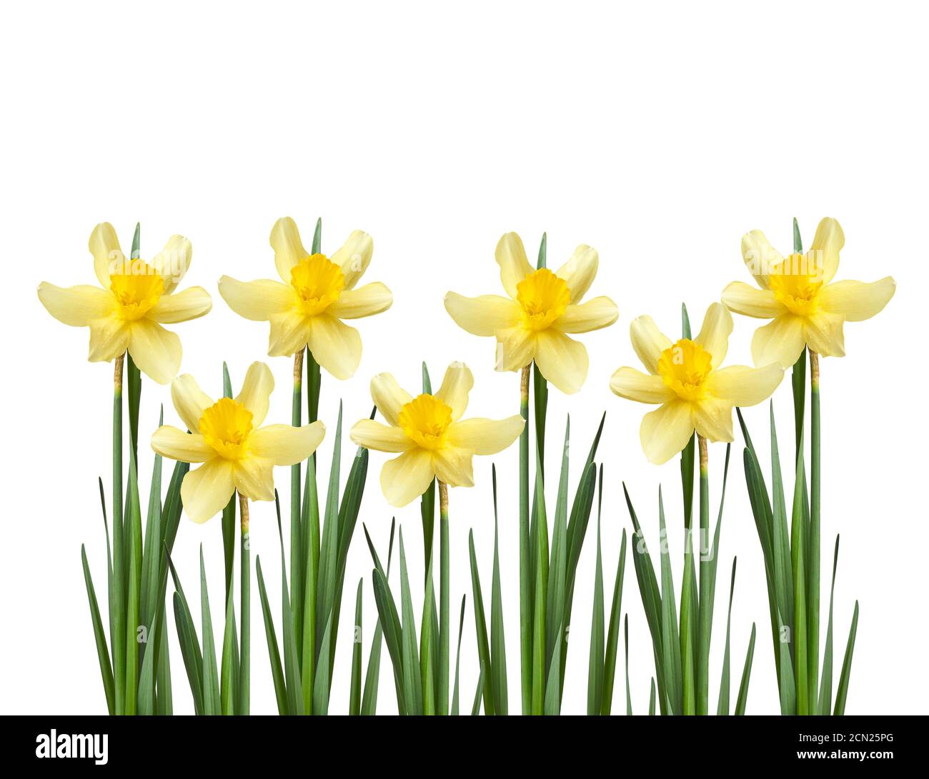 blooming yellow daffodil bud and green leaves isolated on white
