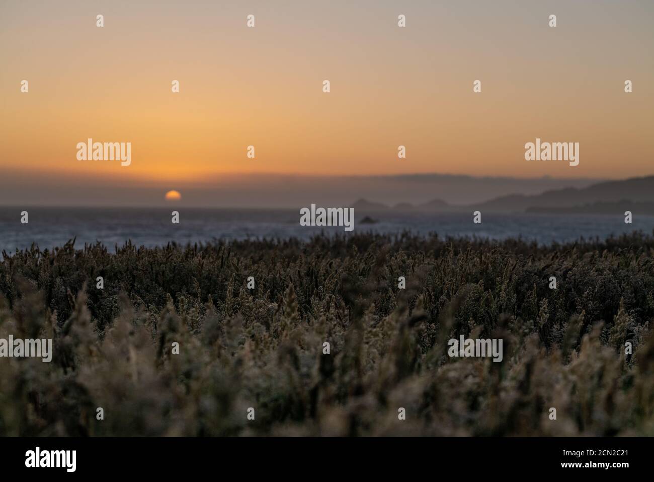 Sun setting behind field of tall grass over looking Pacific Ocean Stock Photo