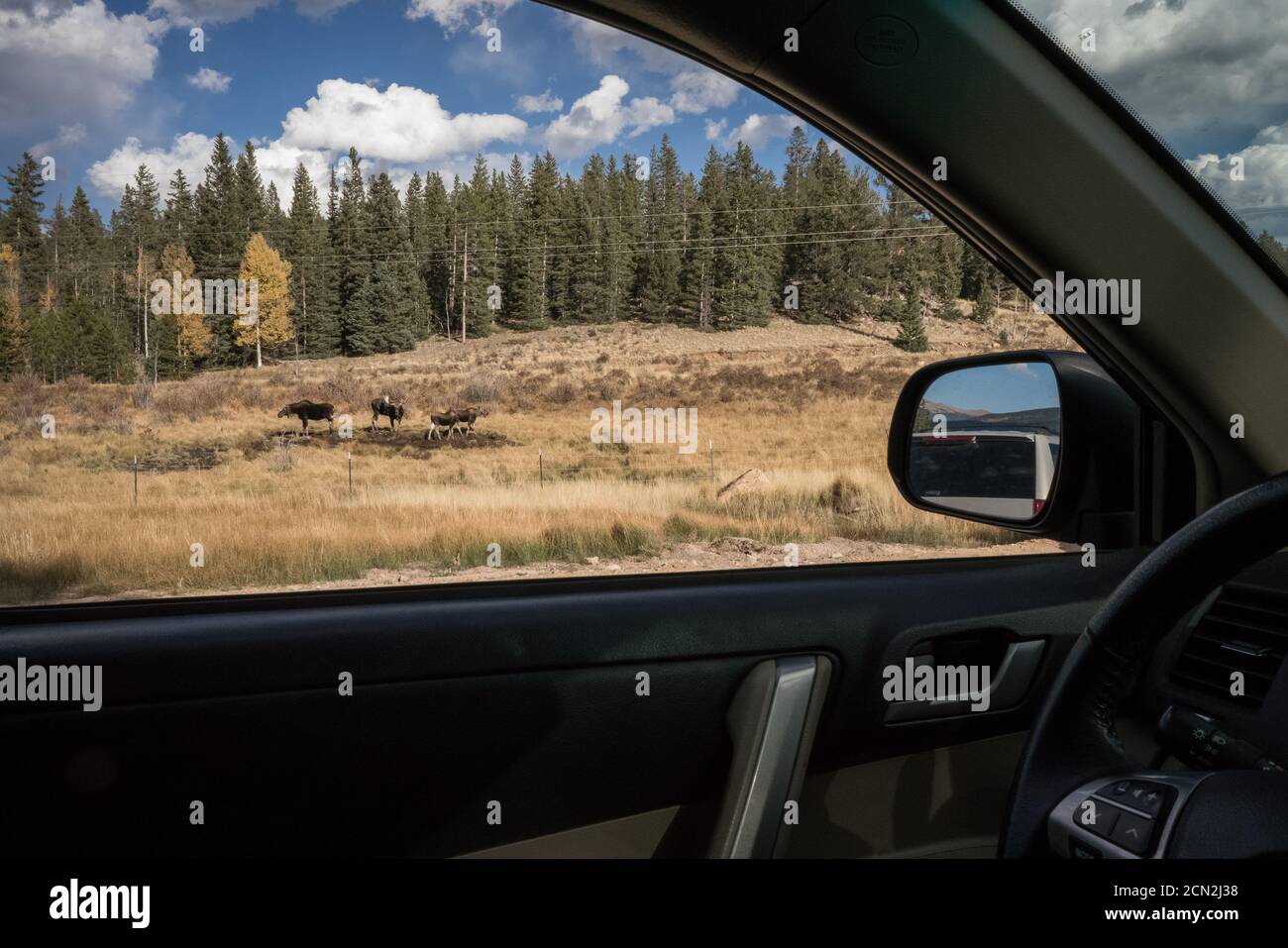 a moose scene framed by a car window on the side of the road Stock Photo -  Alamy