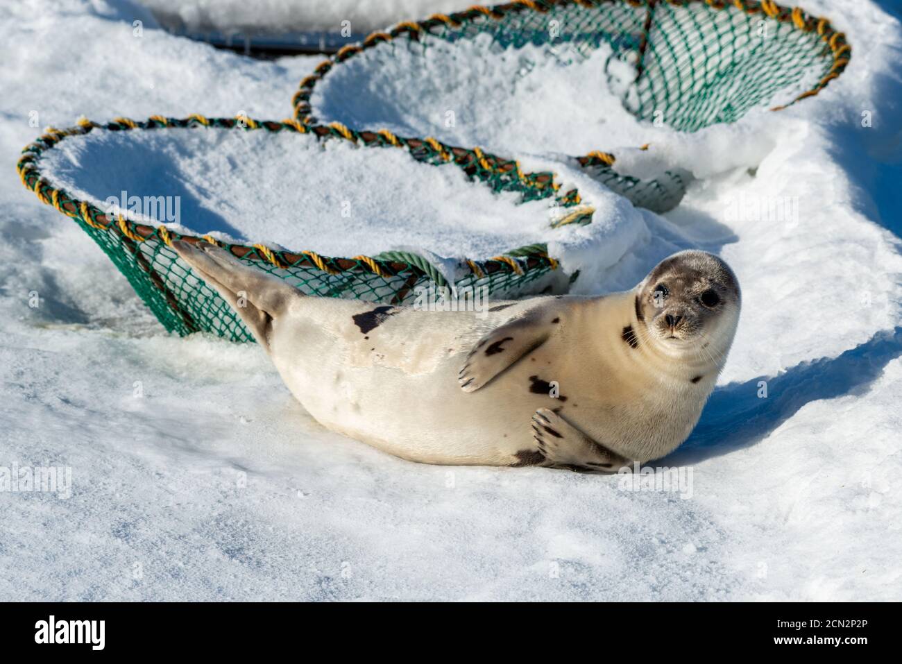 A large wild harp seal laying on a bed of ice and snow. The silver-grey fur with dark spots or harp-shaped markings is shiny and thick. Stock Photo