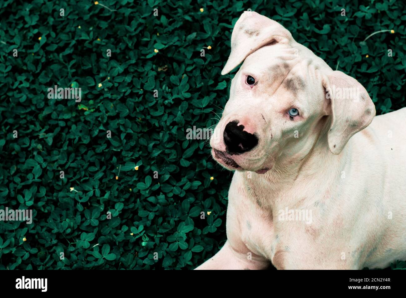a beautiful white puppy with blue eye watching us Stock Photo