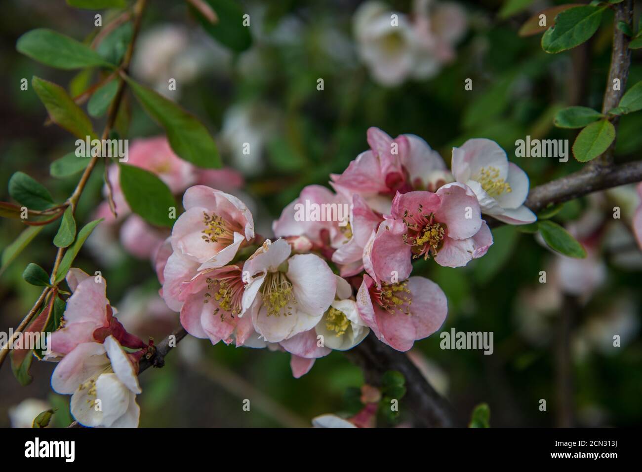 Close up of pink and white flowers blossoming Stock Photo