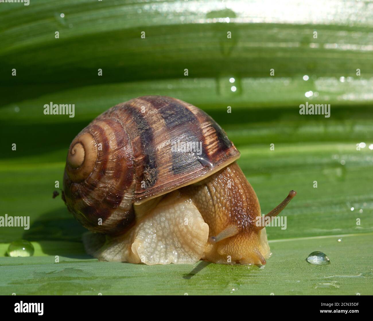 big snail on a green leaf, macro Stock Photo