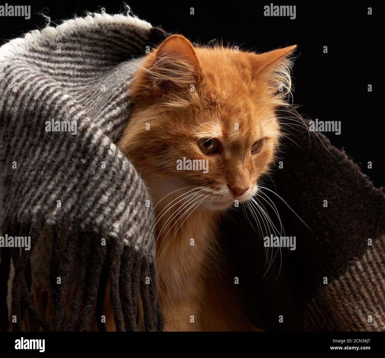 adult red cat with white mustache sits on a woolen blanket, dark background Stock Photo