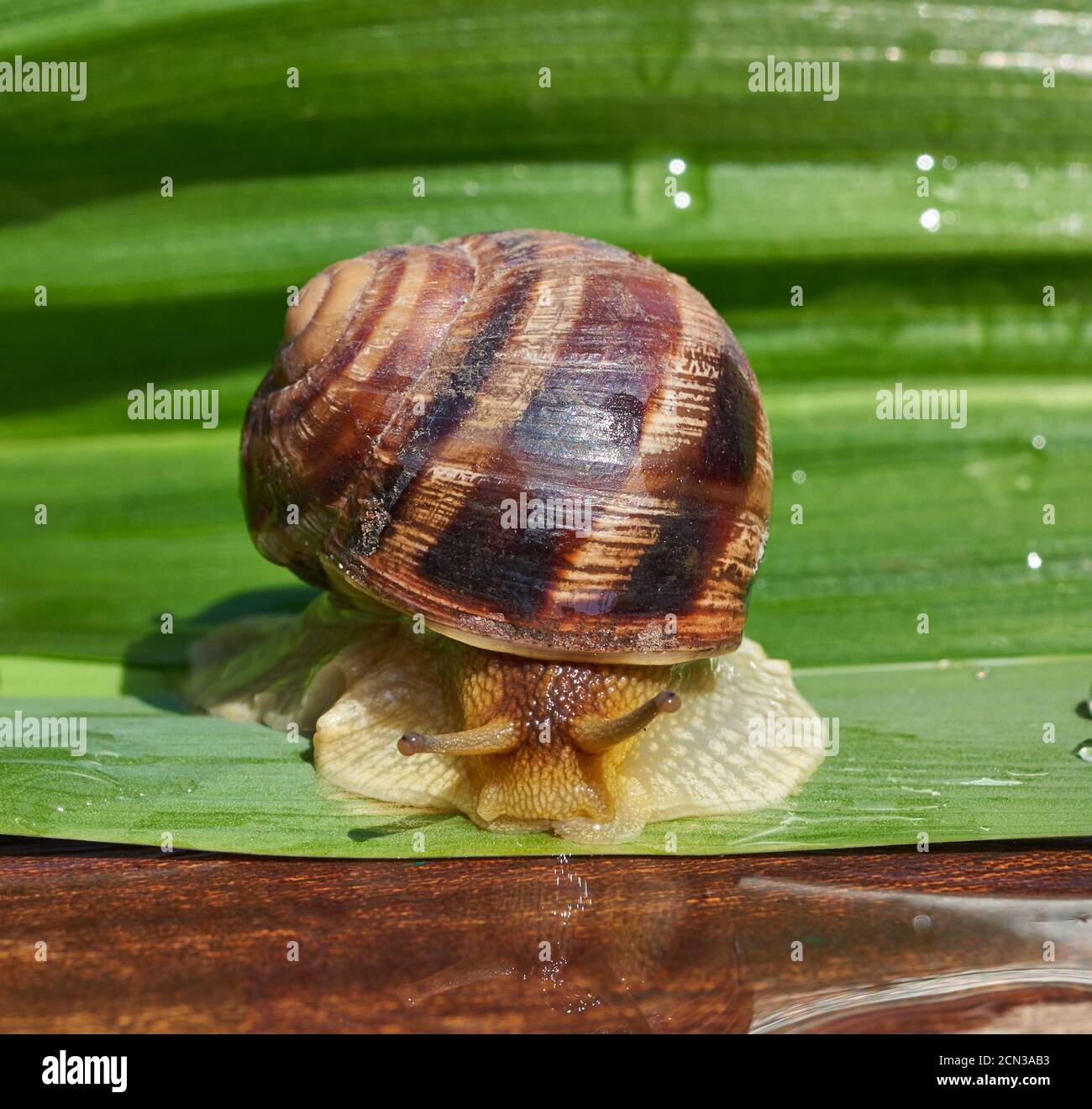 big brown snail on a green leaf, macro Stock Photo
