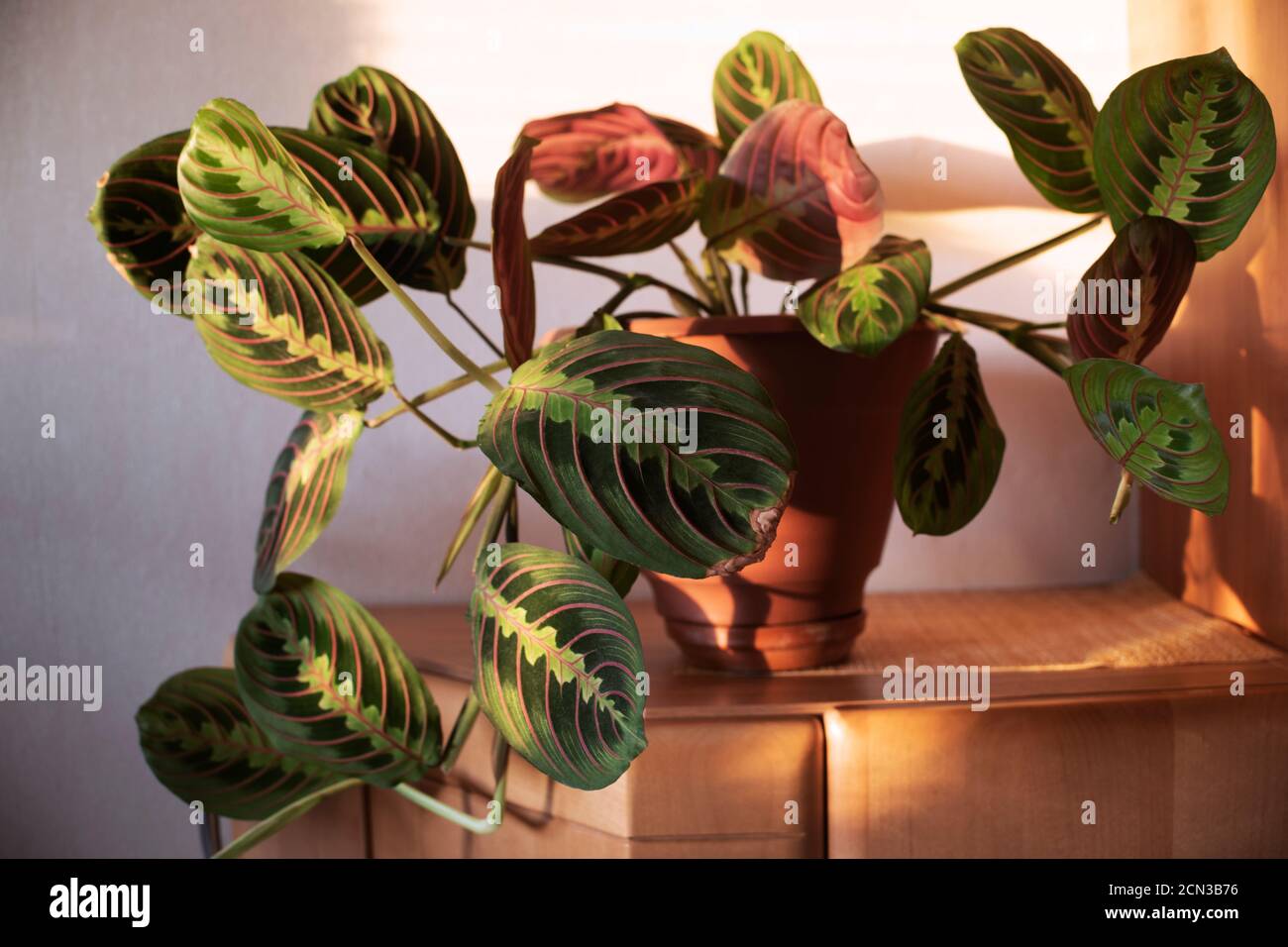 home plant maranta in pot in the room Stock Photo