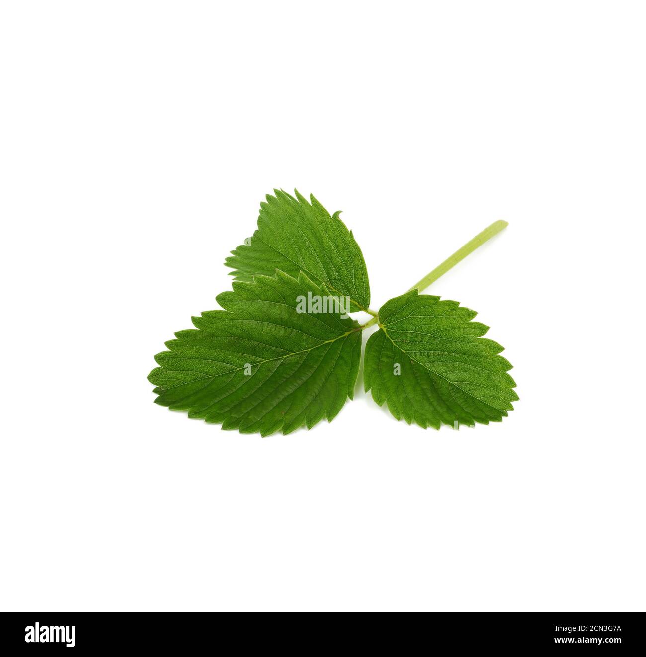 green strawberry leaf isolated on white background Stock Photo