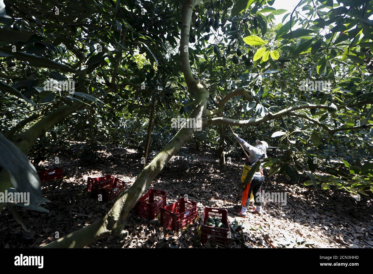 Avocados Farm High Resolution Stock Photography and Images - Alamy