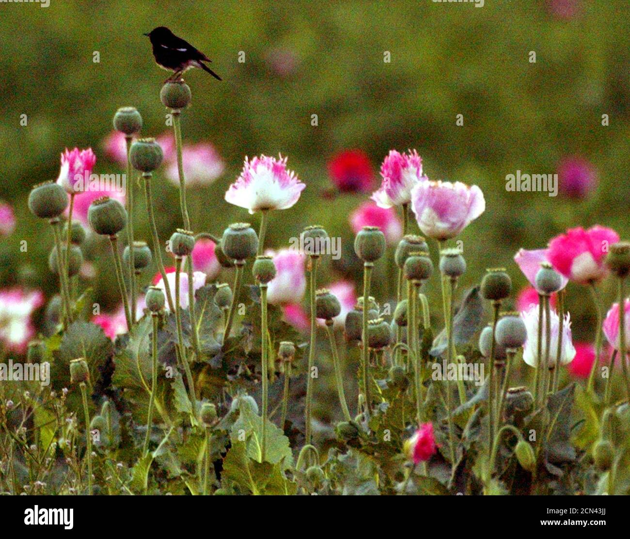 Opium poppy field destruction hi-res stock photography and images - Alamy