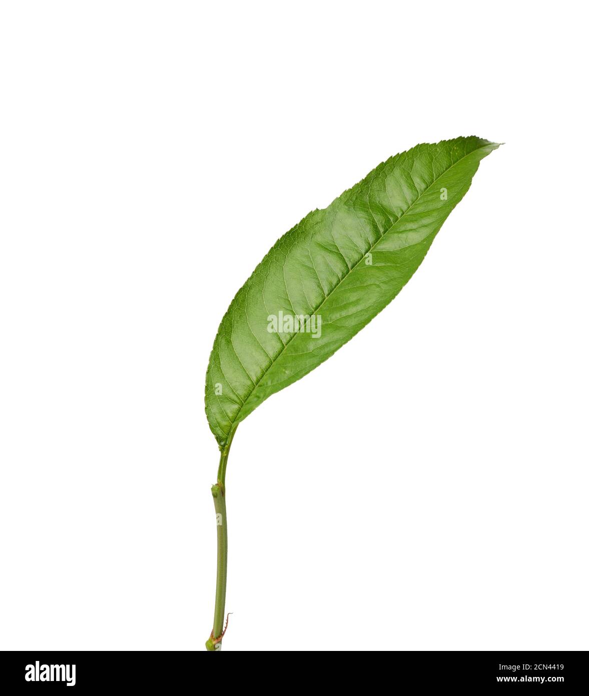 green peach leaf is isolated on a white background Stock Photo