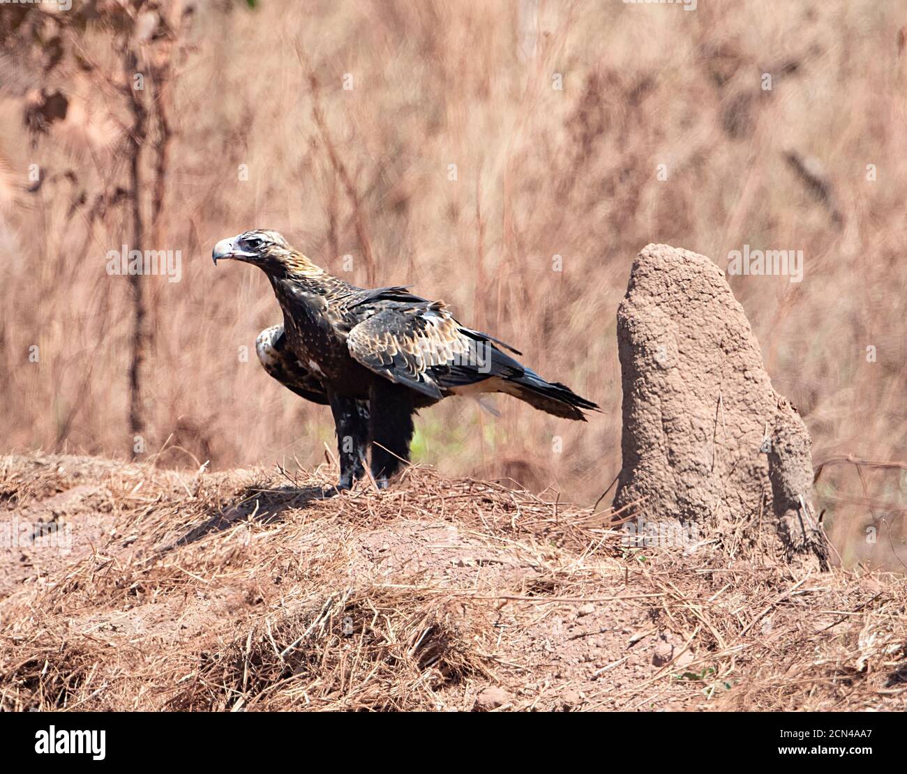 Wedge-tailed Eagle (Aquila audax) standing next to a termite mound, Arnhem Land, Northern Territory, Australia Stock Photo