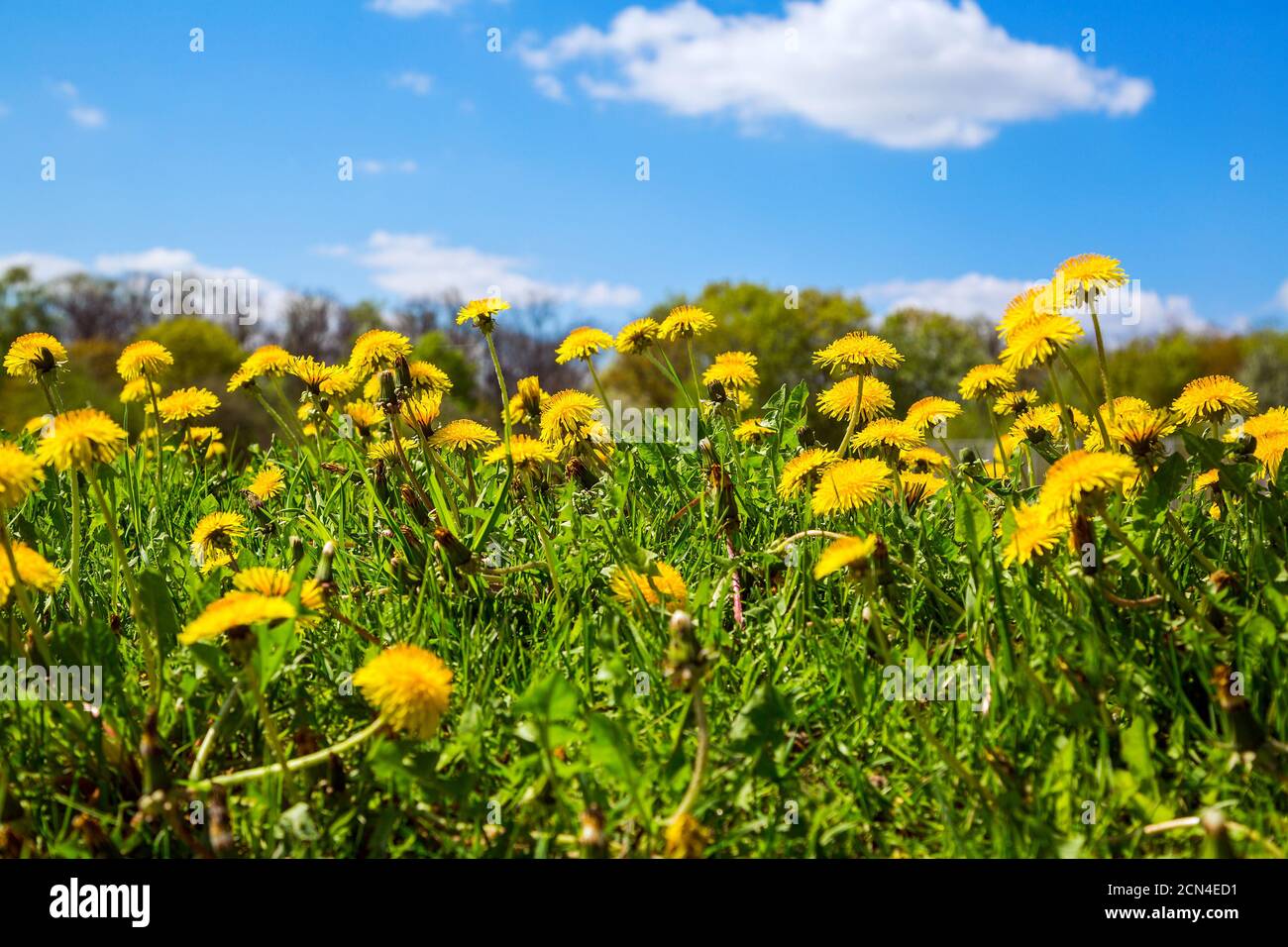 Dandelion flowers Stock Photo