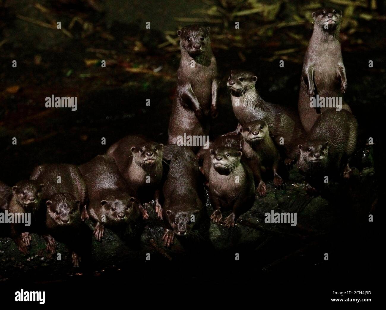 A romp of Asian small-clawed otters (Aonyx cinerea) gather near a stream in their enclosure at the Night Safari in Singapore March 7, 2012. The smallest of the world's otter species are classed as being vulnerable in the wild, according to  the International Union for Conservation of Nature (IUCN) Red List. REUTERS/Tim Chong (SINGAPORE - Tags: ANIMALS) Stock Photo