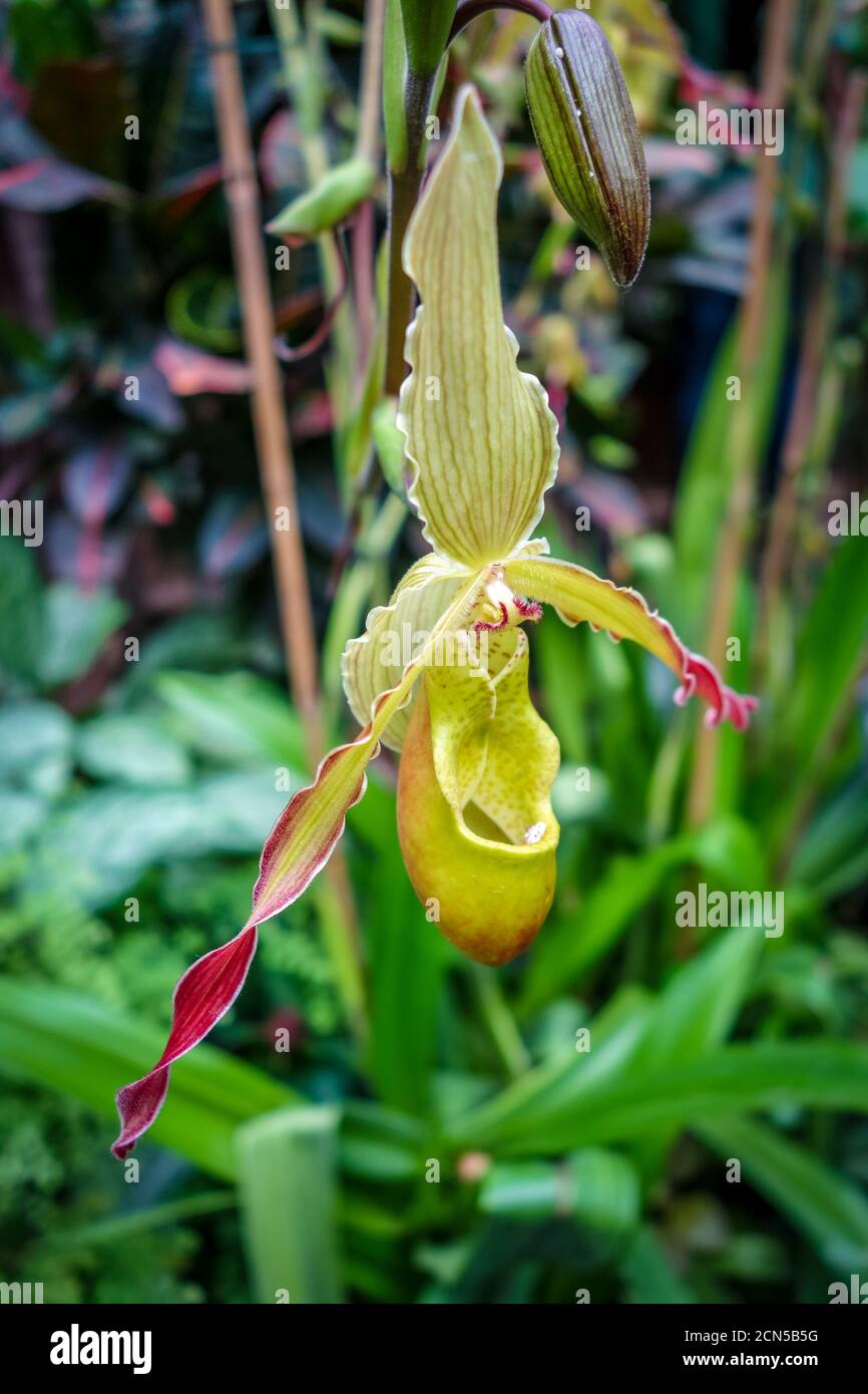 Orchid, phragmipedium grande, closeup view Stock Photo